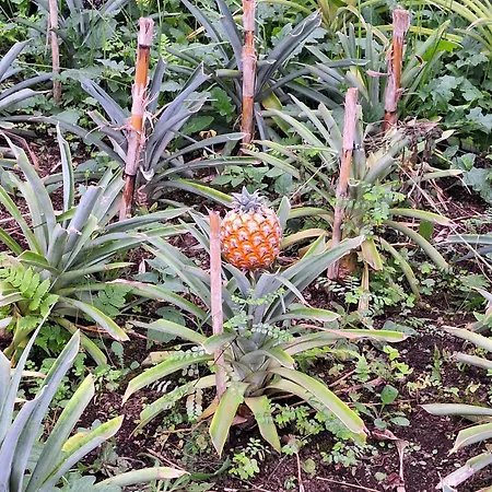 Caminhos Nos Levam Pela Ilha Ponta Delgada