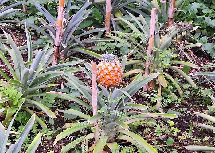 Caminhos Nos Levam Pela Ilha Понта-Делгада